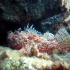 Scorpionfish - Image